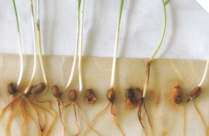 Фузариозная корневая и прикорневая гниль