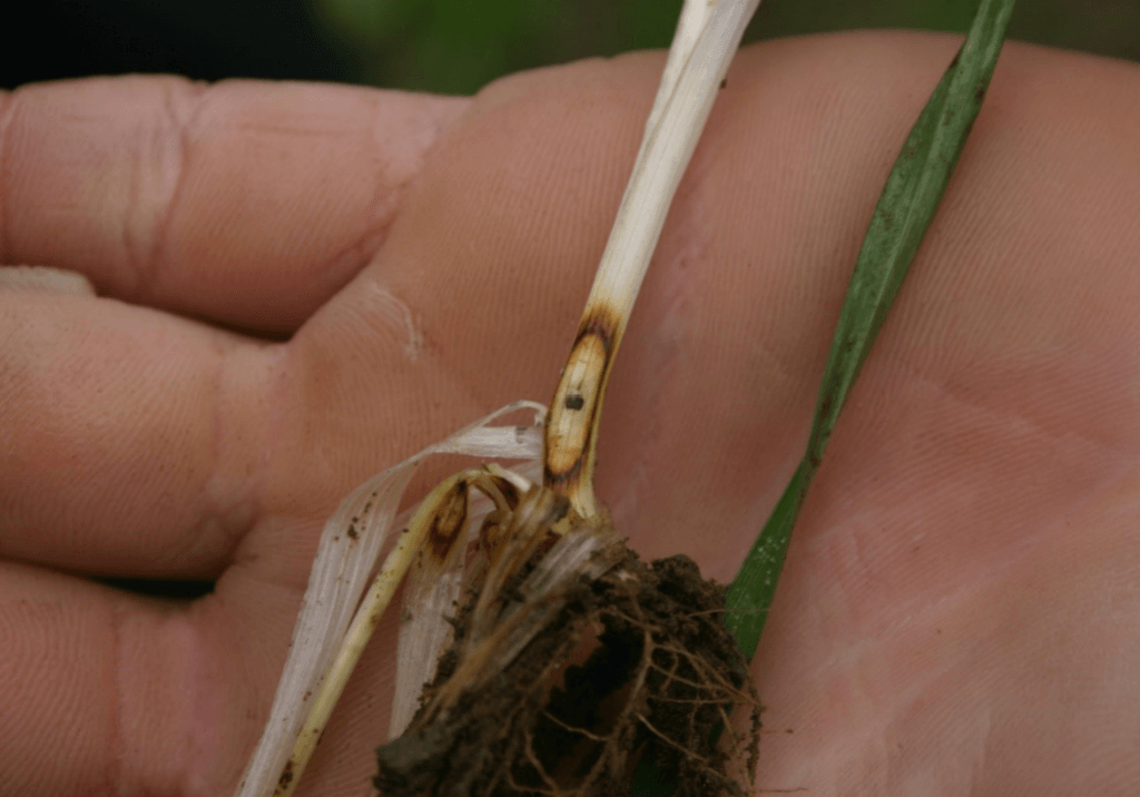 Гибеллиноз зерновых