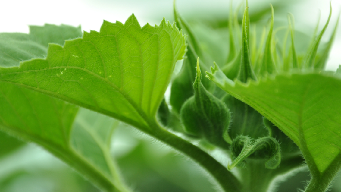 Волжские поля. Казань 2024