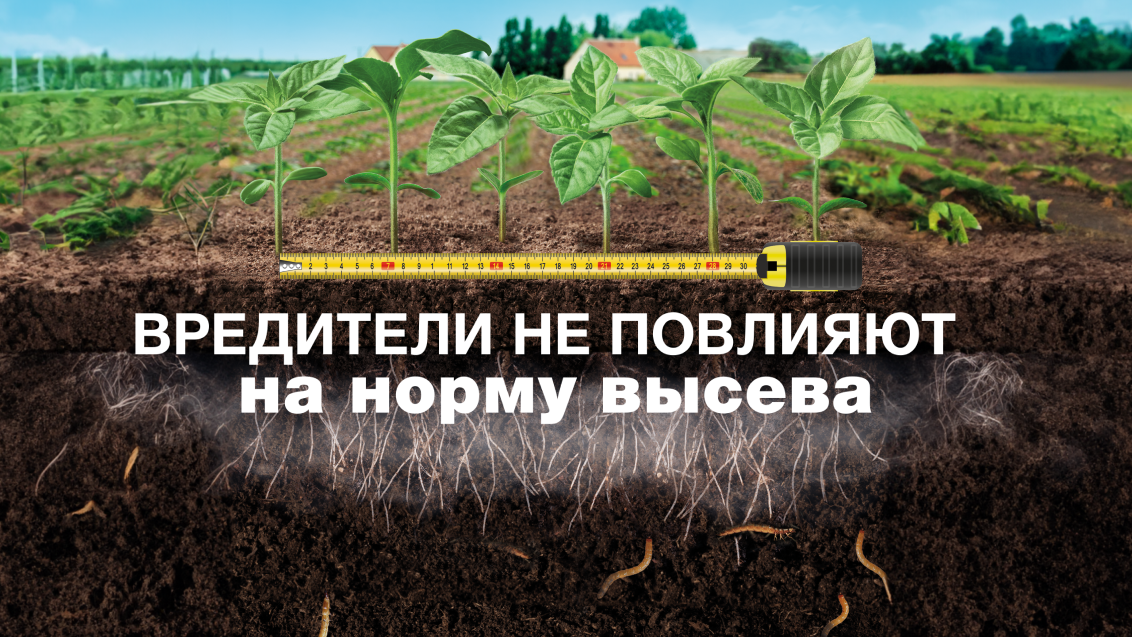 Последнее слово в защите посевов от проволочника