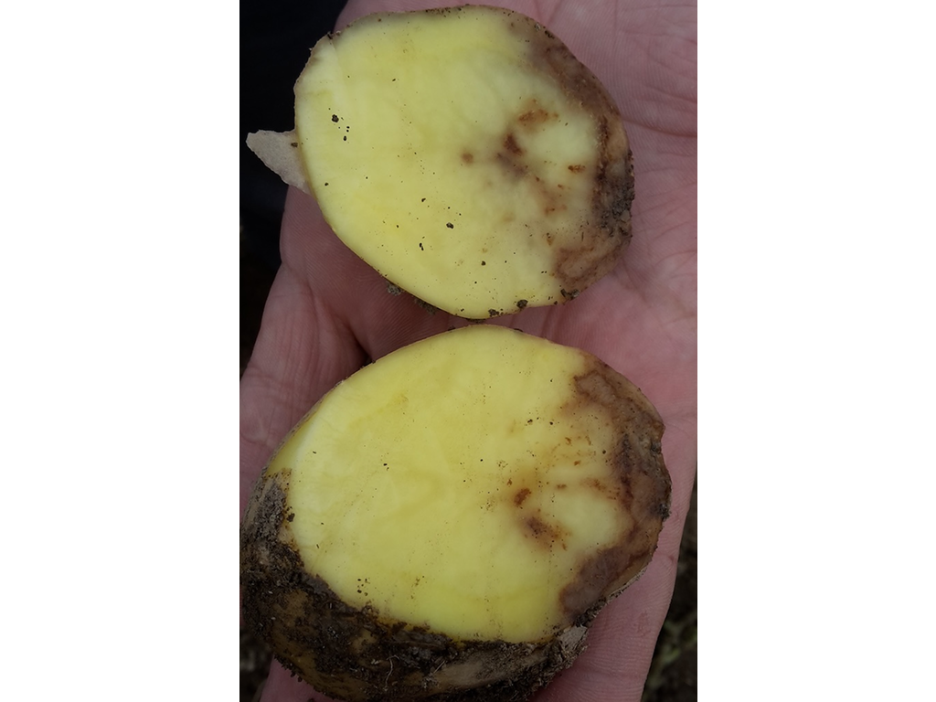 Фитофтороз картофеля