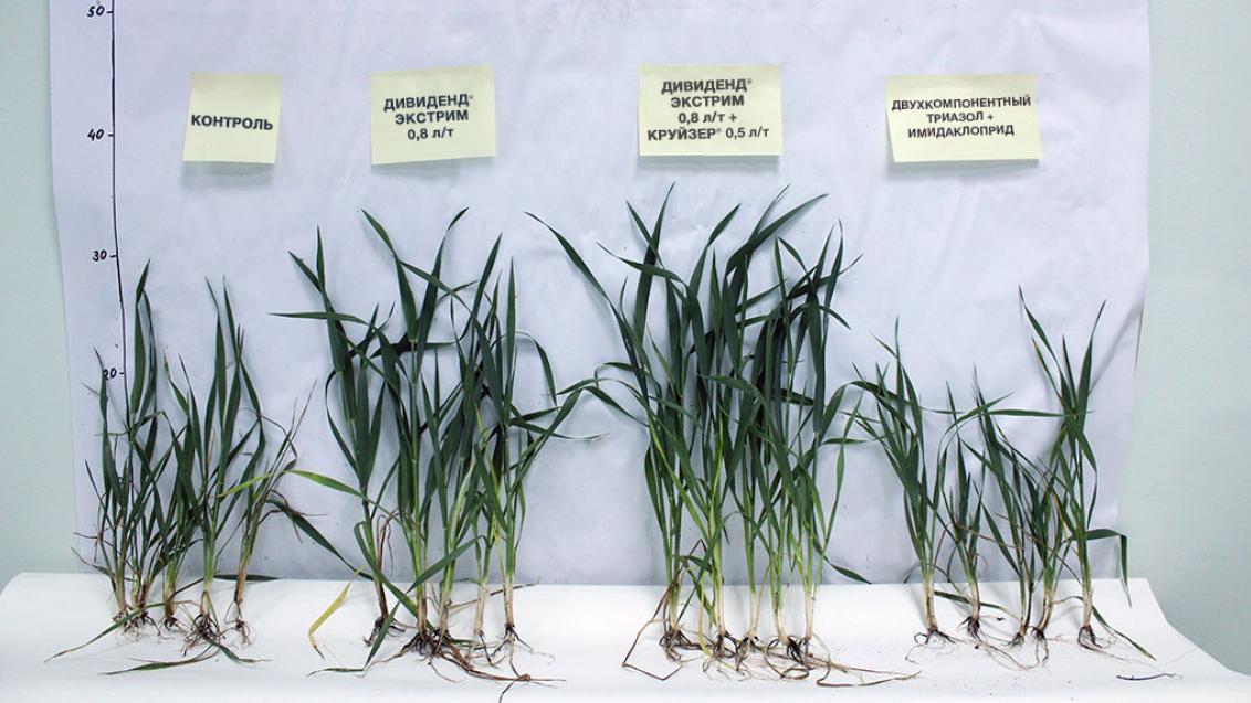 Надежная защита — гарантированные дивиденды