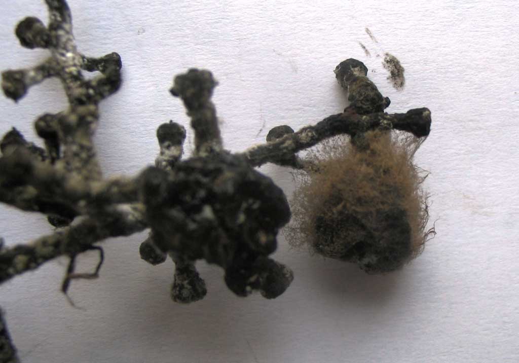 Серая гниль винограда