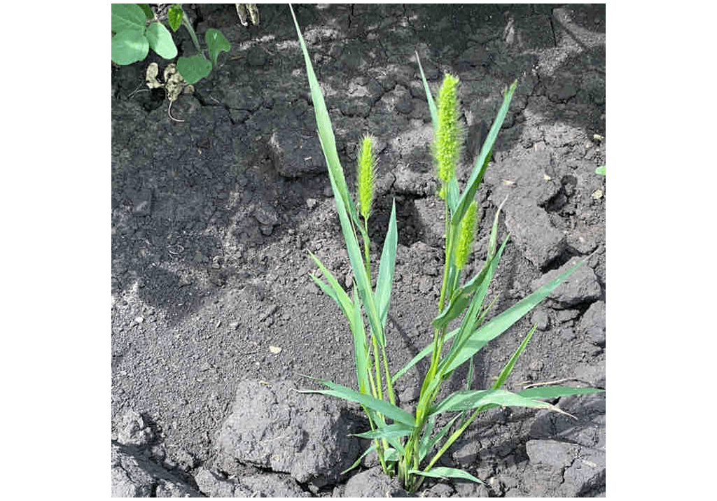 Щетинник зеленый