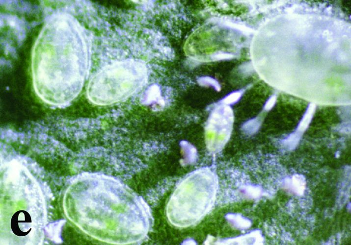 Белокрылка тепличная, или оранжерейная