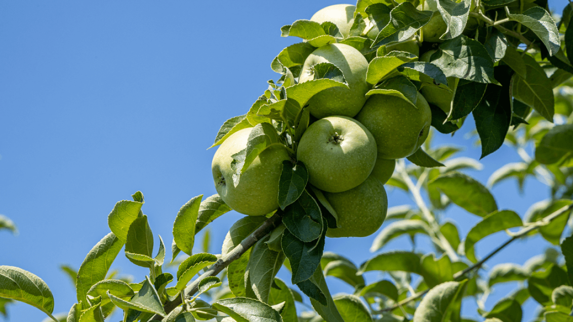 Защита сада: о чем говорят эксперты