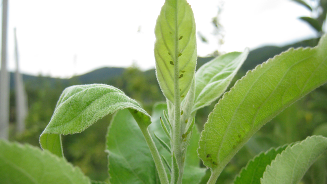 Зеленая яблонная тля