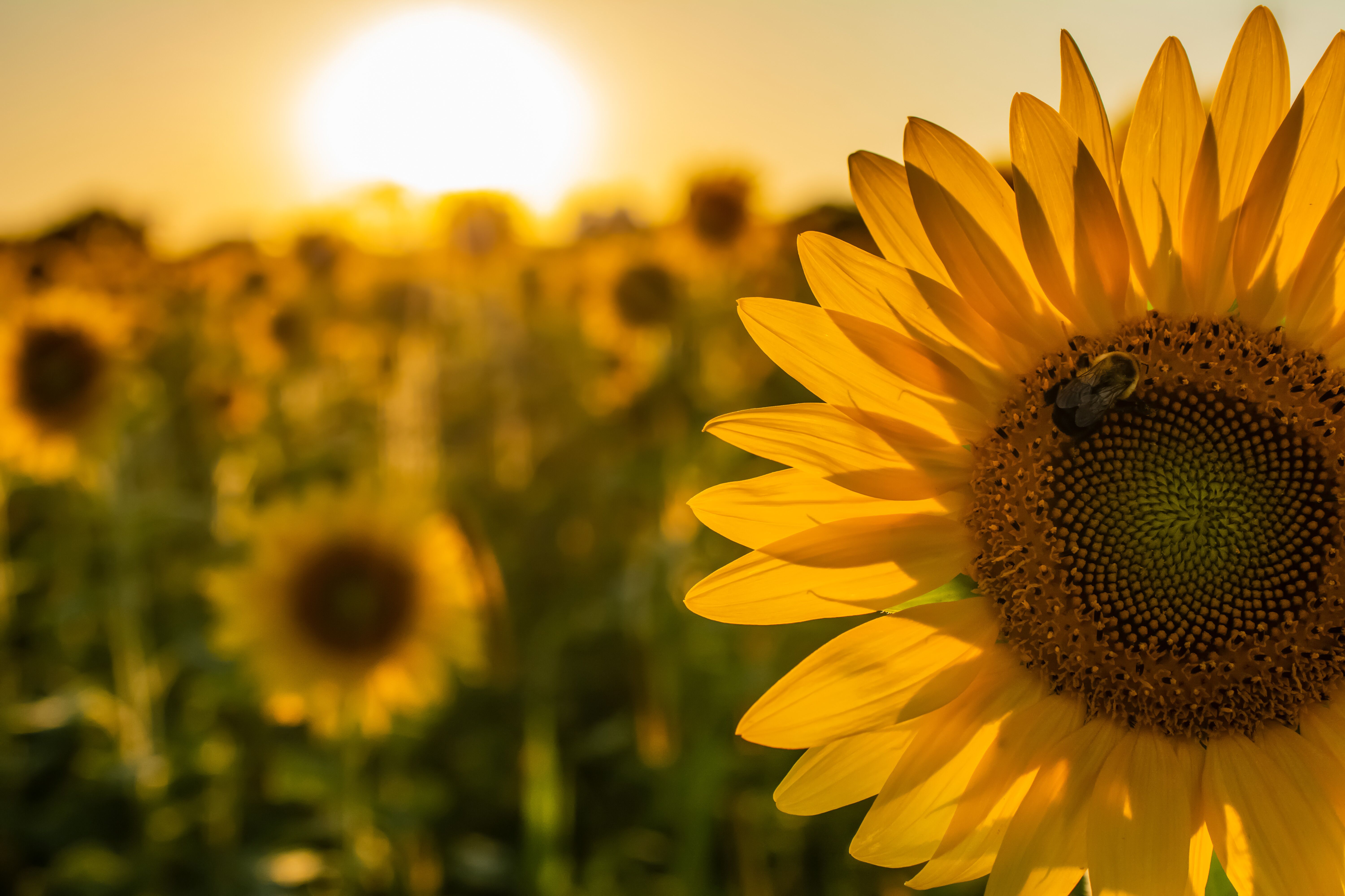 Рекомендуемые цены на семена полевых культур