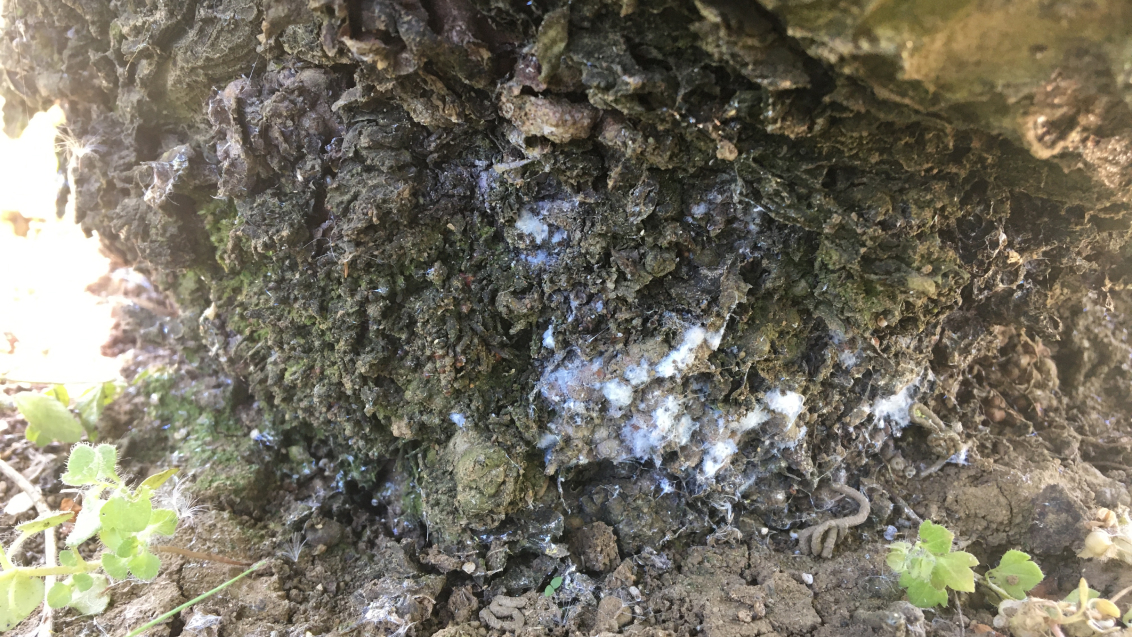 Кровяная тля