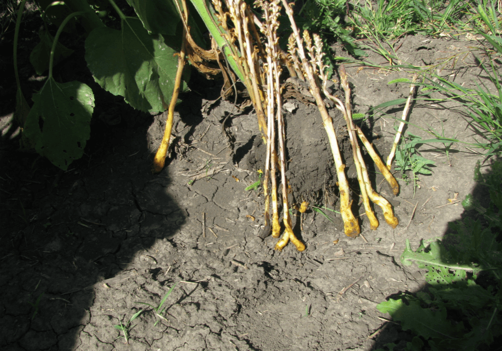 Заразиха кумская (подсолнечная)