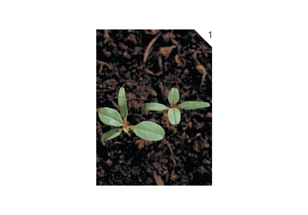 Щирица белая