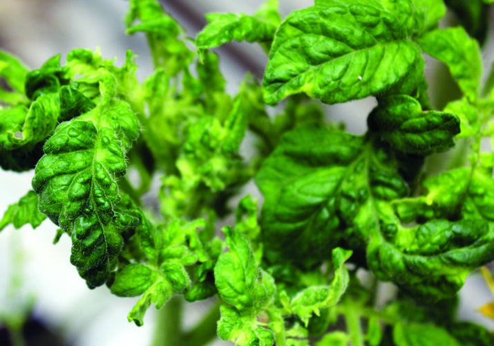 Томатная мозаика