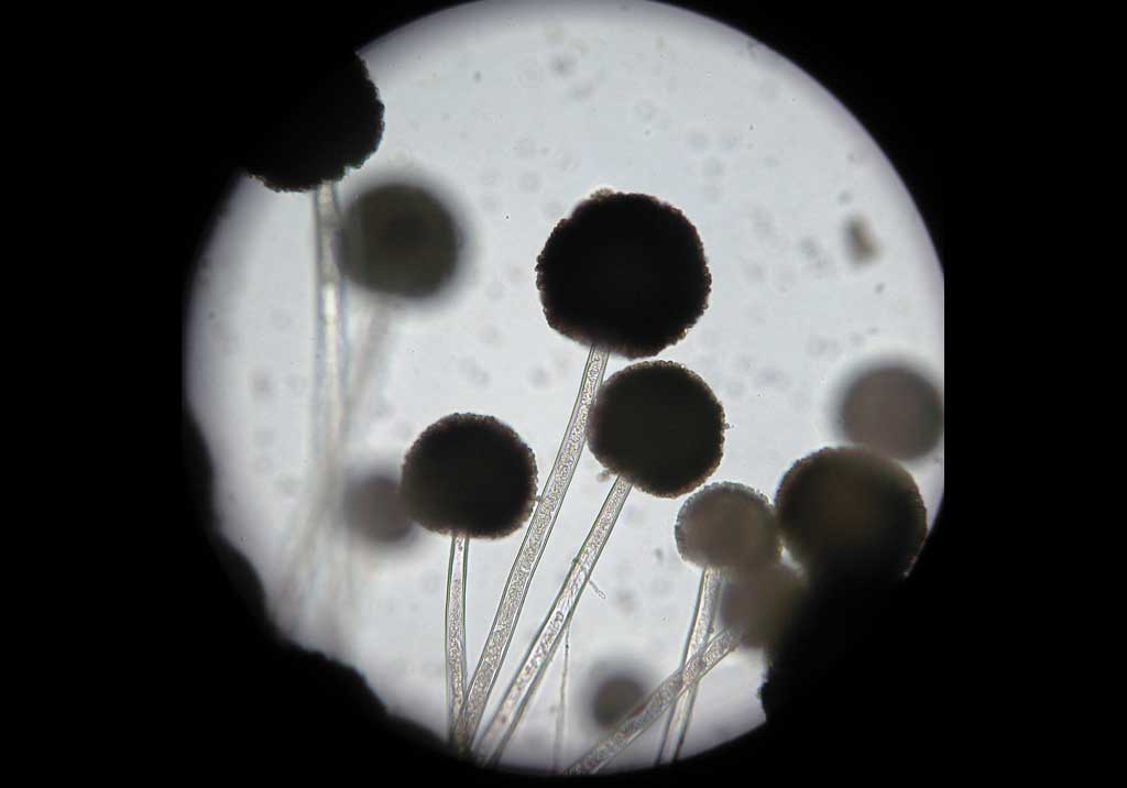 Мокрая гниль винограда