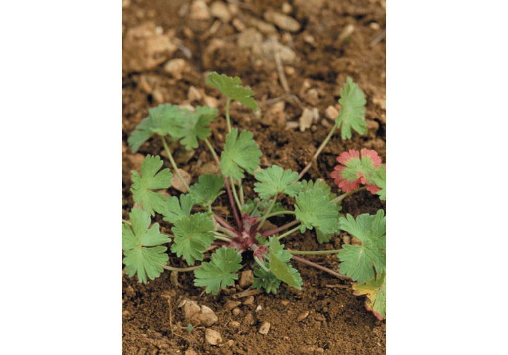 Герань пиренейская