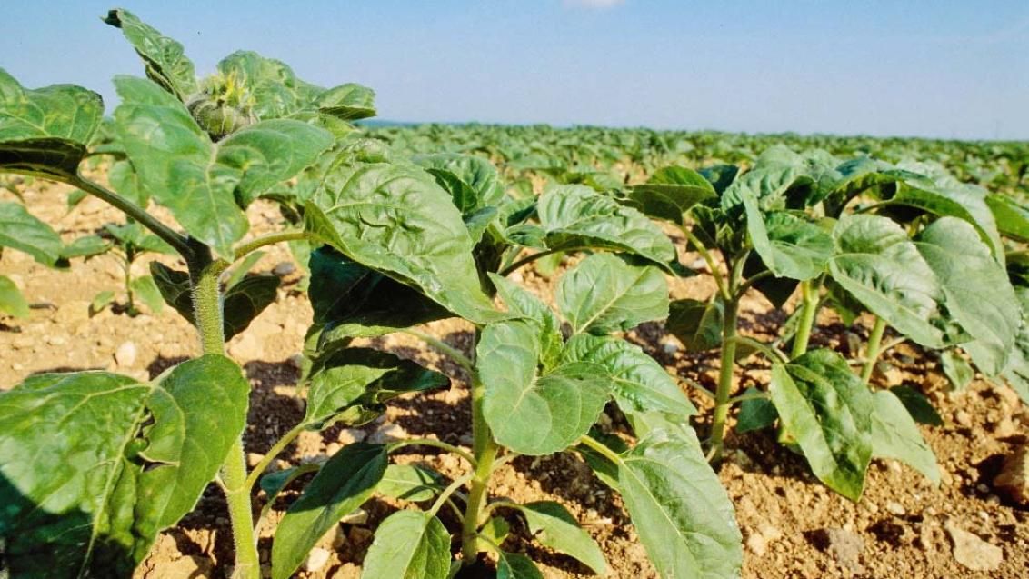 Современная защита подсолнечника от сорняков