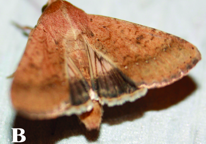 Совка хлопковая