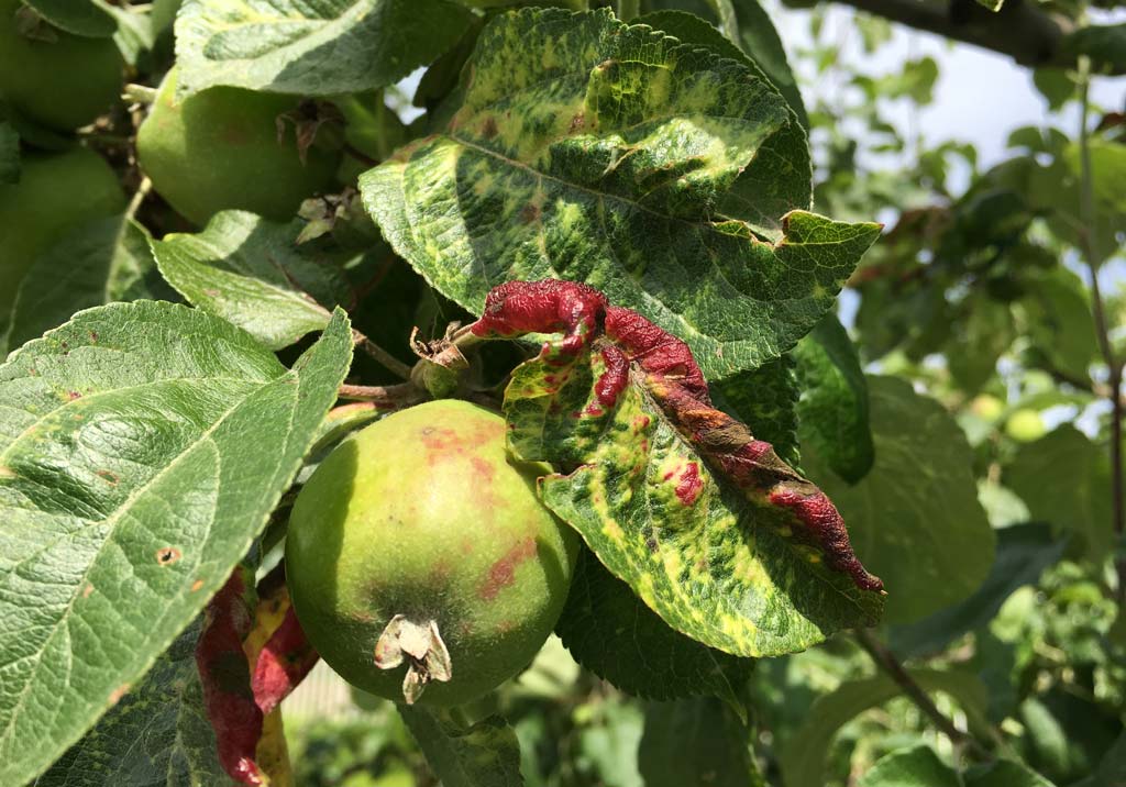 Тля серая яблонная