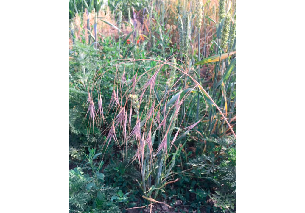 Костер стерильный