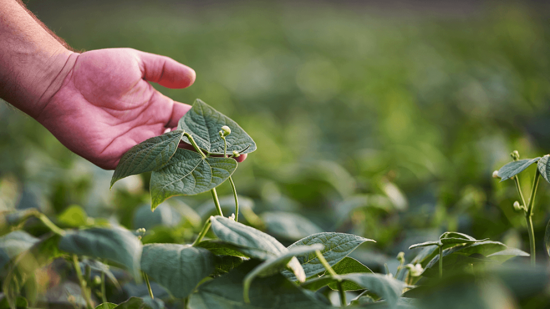 Перспективы рынка сои
