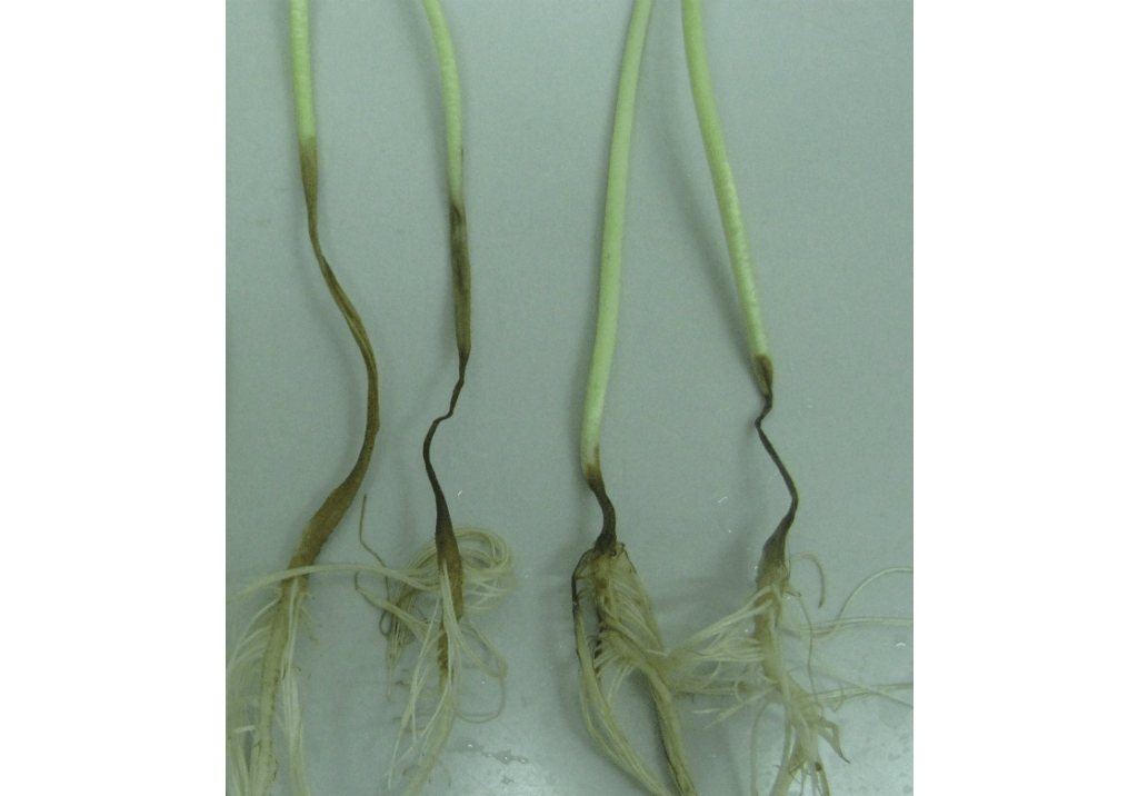 Фузариоз подсолнечника