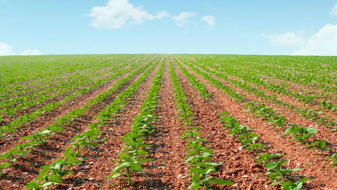 Правильный пересев озимых