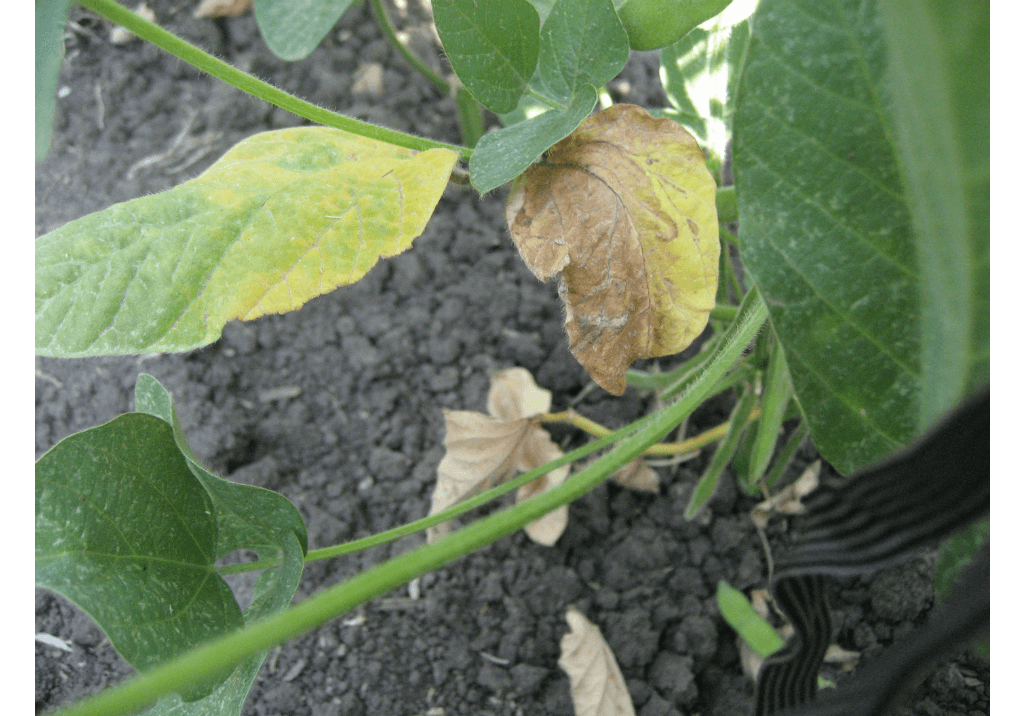 Бактериальный ожог