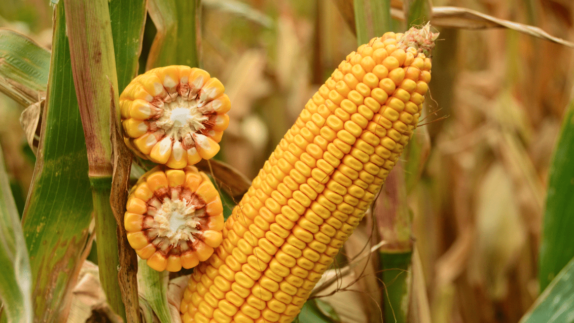 Кукуруза. Агроцентр Орел 2025