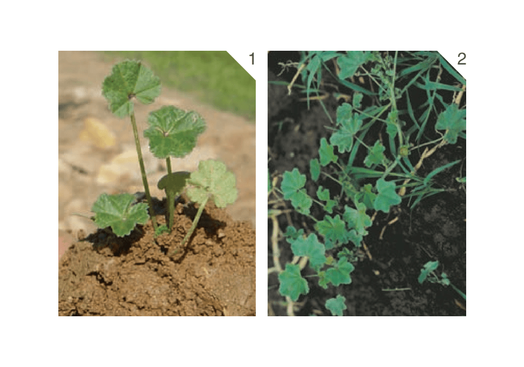Просвирник пренебреженный