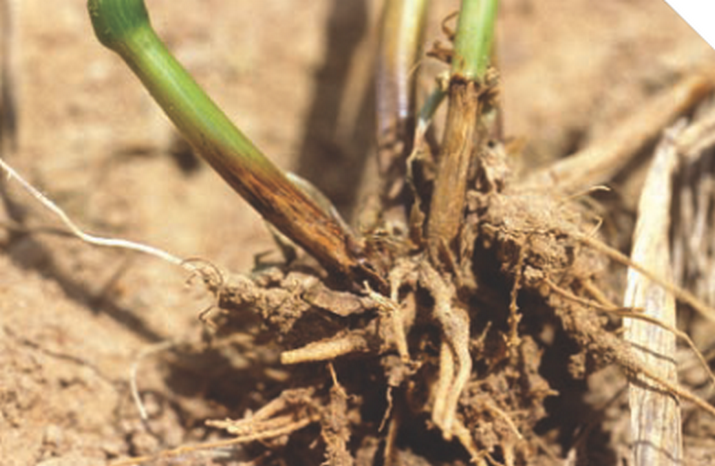 Ризоктониозная корневая и прикорневая гнили