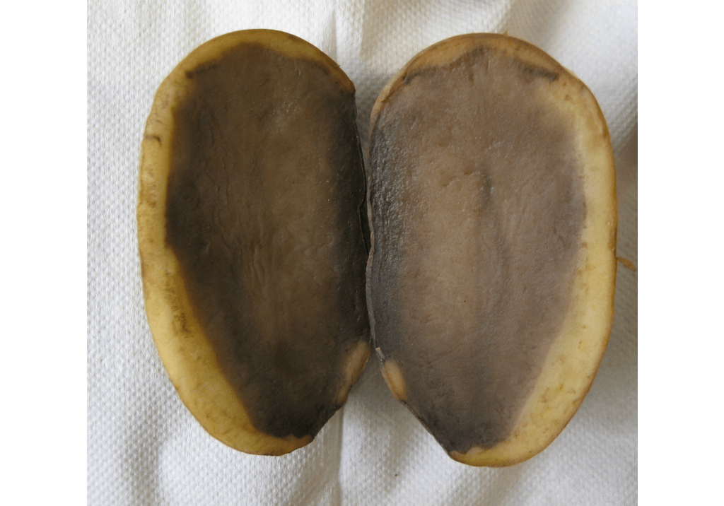 Резиновая гниль