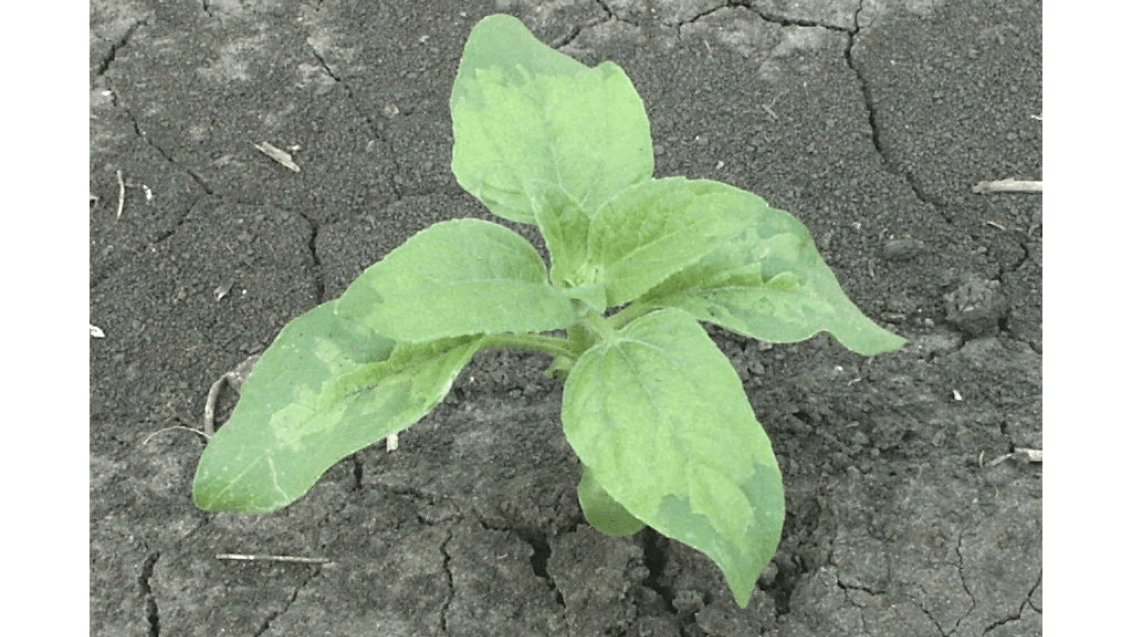 Ложная мучнистая роса (пероноспороз)