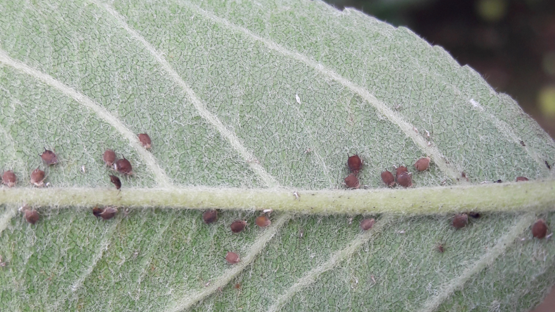 Тля серая яблонная