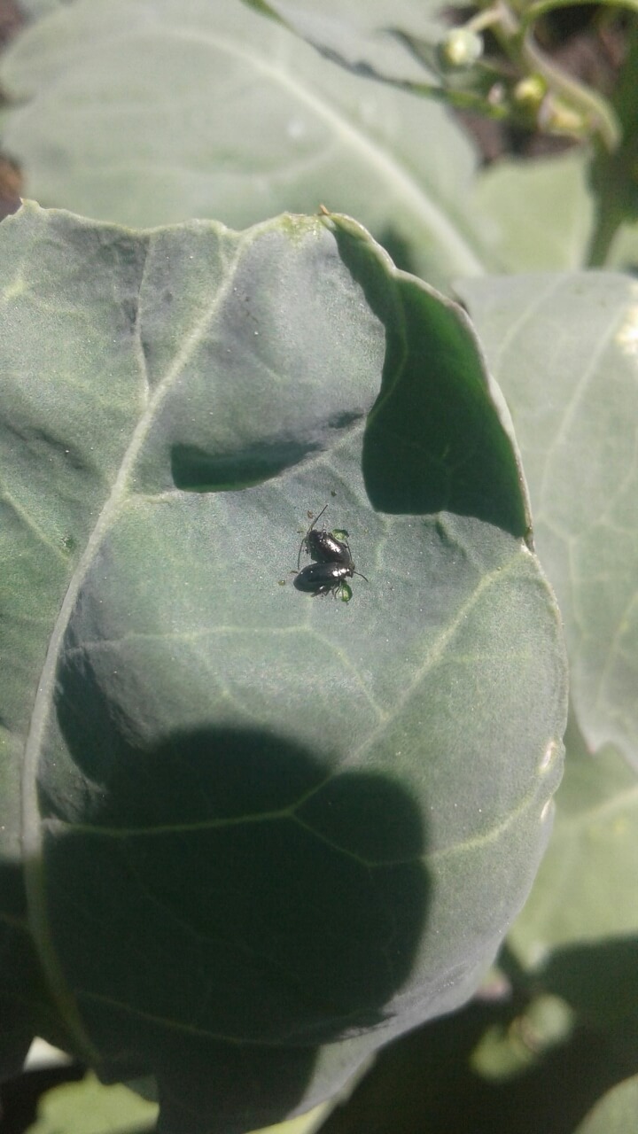 Крестоцветные блошки