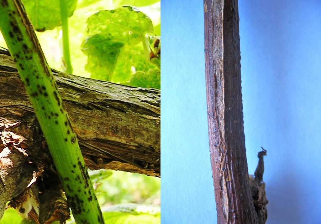 Черная пятнистость винограда (экскориоз, сухорукавность, фомопсис)