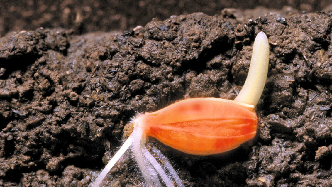 СЕЛЕСТ® МАКС: готовое решение для максимального результата