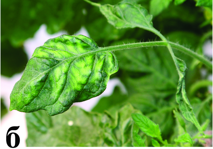 Огуречная мозаика