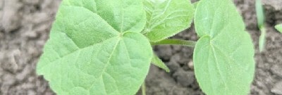 Абутилон Теофраста