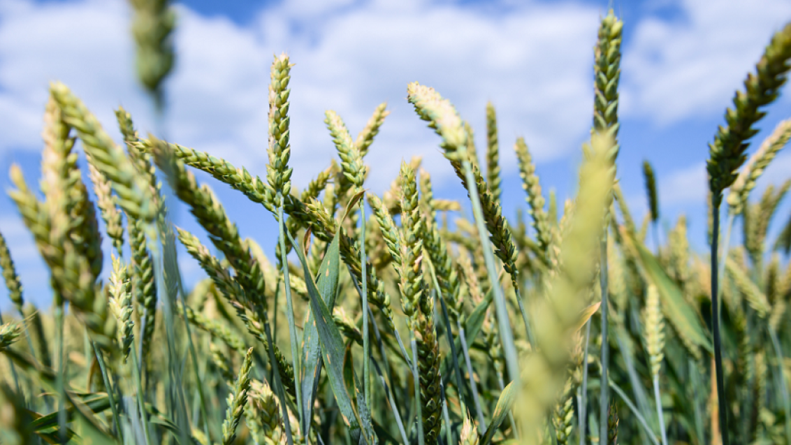 Волжские поля. Уфа 2024