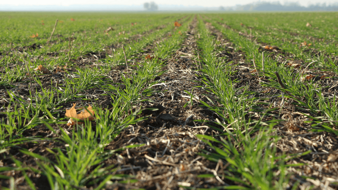 Настоящая защита семян