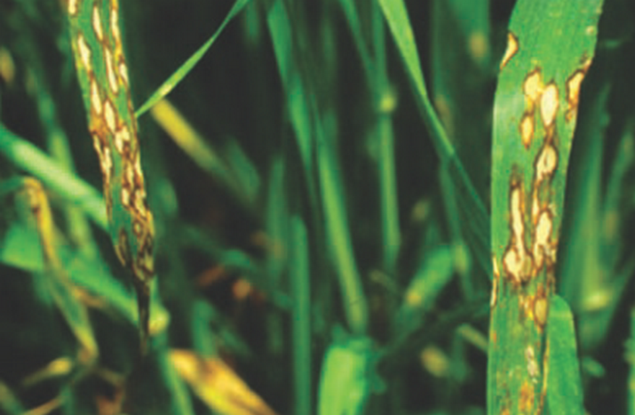Ринхоспориоз ржи и ячменя