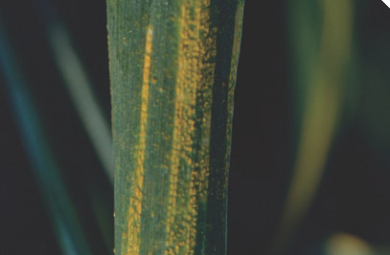 Желтая ржавчина пшеницы