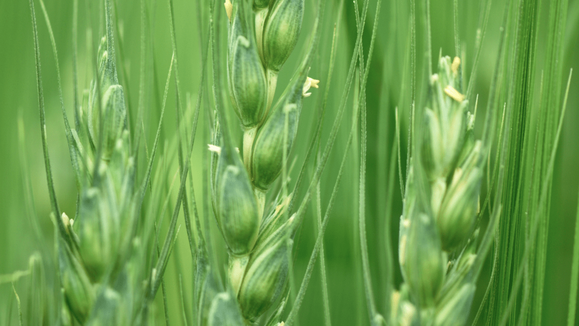 Яровая пшеница. Агроцентр Пенза 2025