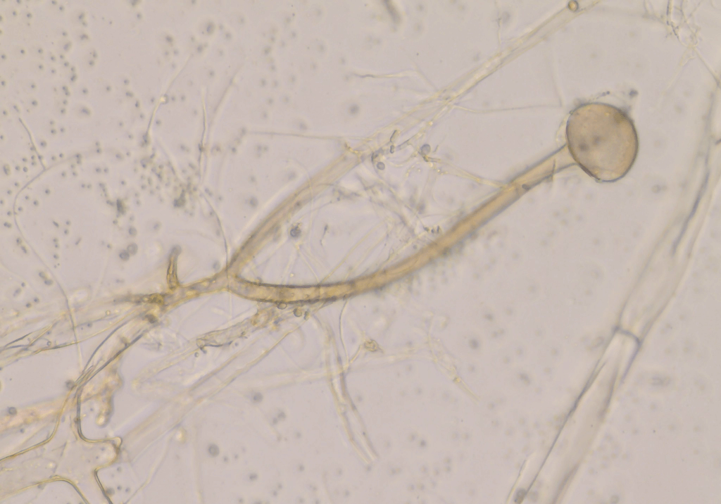 Мокрая гниль винограда