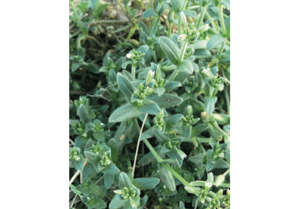 Ясколка полевая