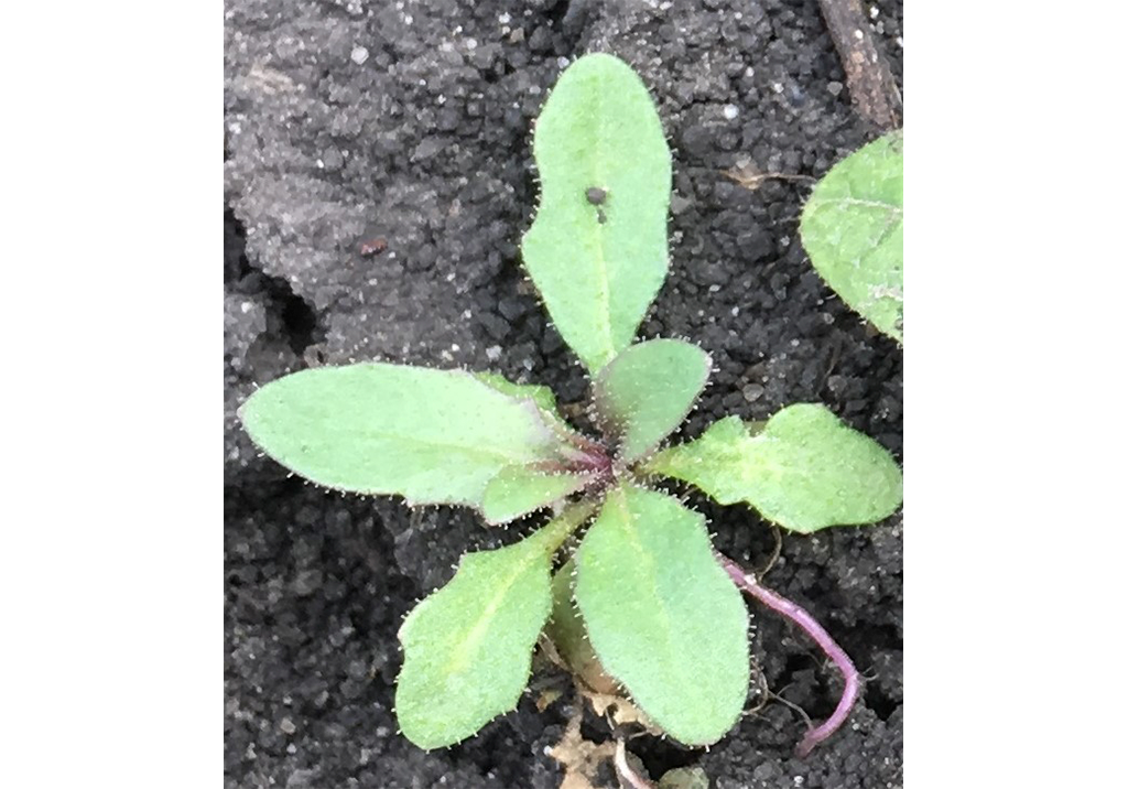 Гулявник Лёзеля