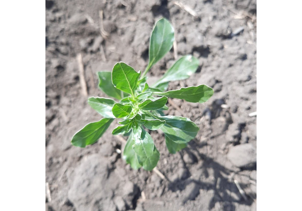 Щирица жминдовидная