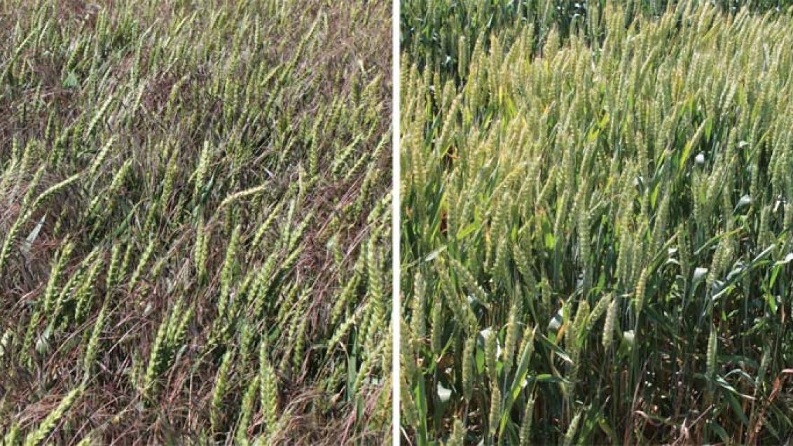 Новый гербицид кросс-спектр-действия ПАЛЛАС™ 45, МД