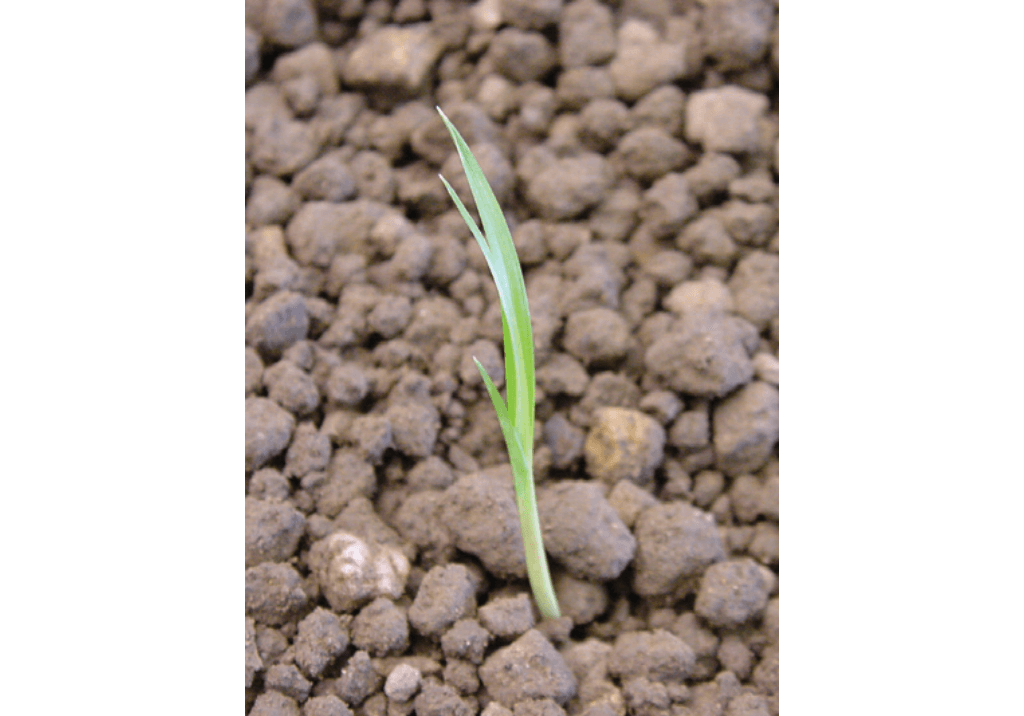 Сыть круглая