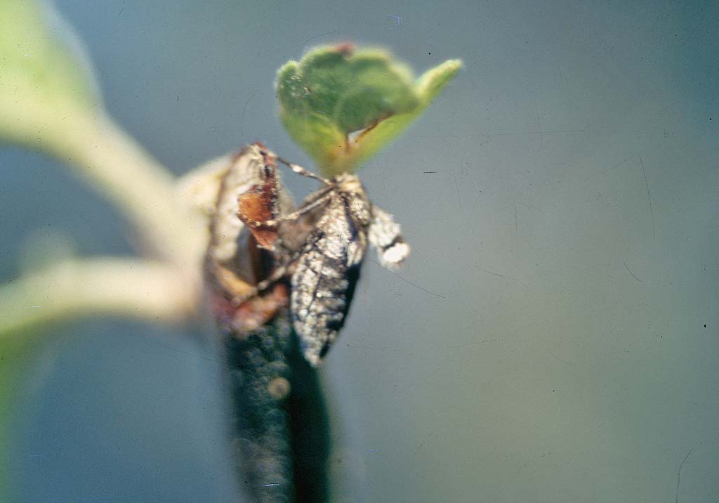 Зимняя пяденица