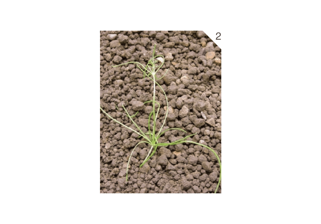 Торица полевая